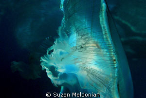 An artistic moon (jelly) by Suzan Meldonian 